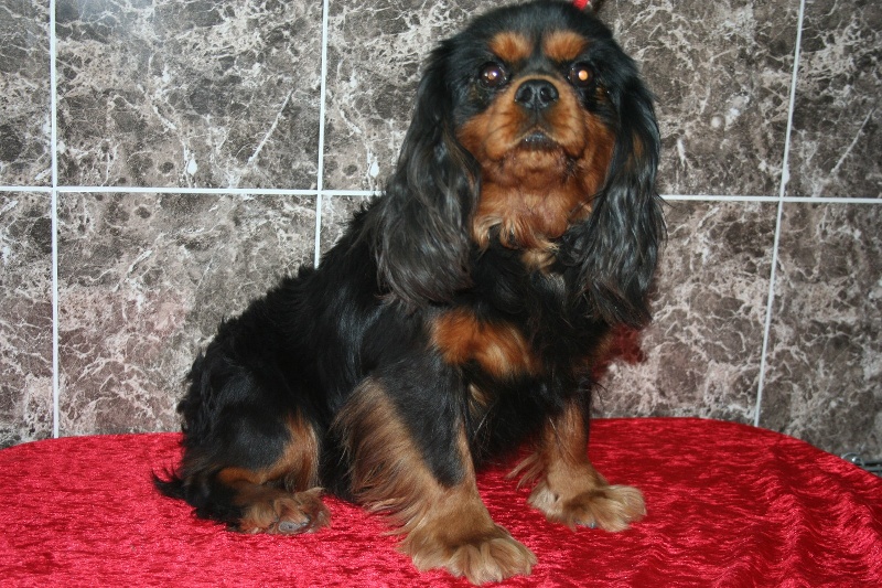 Bandit Du clos d'armelle