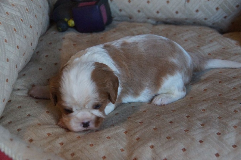 Du clos d'armelle - Cavalier King Charles Spaniel - Portée née le 22/11/2015