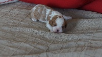 CHIOT