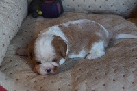 CHIOT