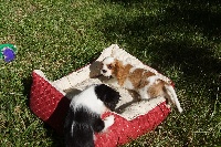 CHIOT