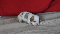 CHIOT