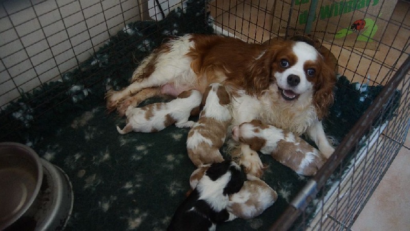 Du clos d'armelle - Cavalier King Charles Spaniel - Portée née le 28/03/2016